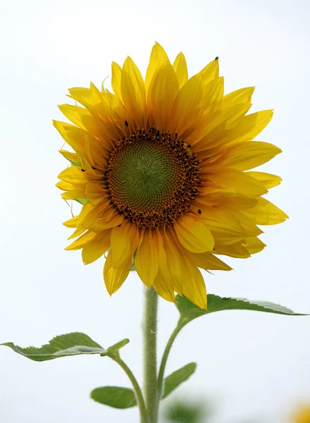 Sonnenblumen Aus Nächster Nähe — Stockfoto