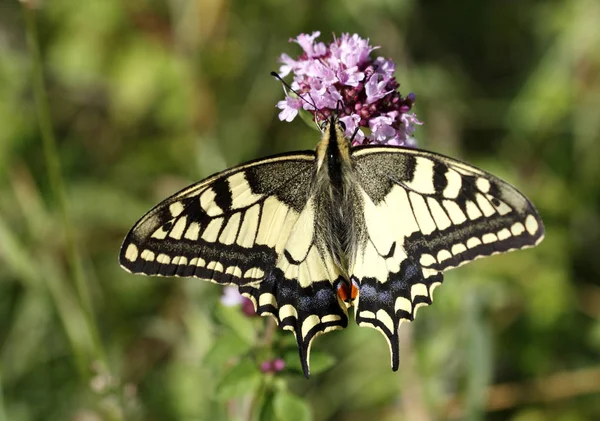 Close Van Een Insect Wilde Natuur — Stockfoto