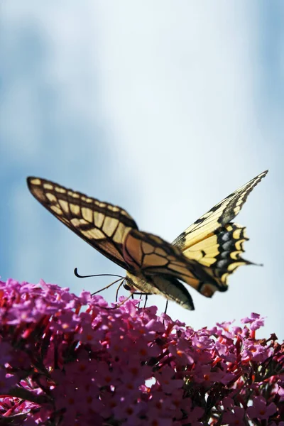 Closeup View Beautiful Dovetail Butterfly — Stock Photo, Image