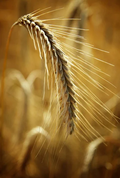 Landwirtschaft Felder Mit Maisanbau — Stockfoto