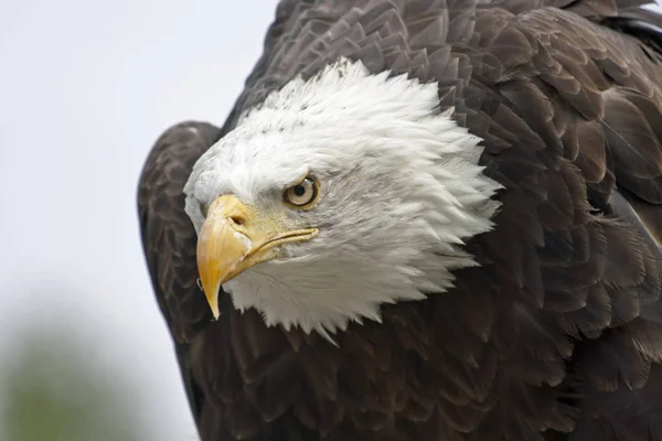 Scenic View Majestic Bald Eagle Wild Nature — Stock Photo, Image