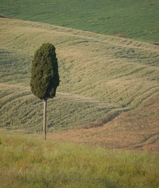 Landscape Tuscan Central Italy — Stock Photo, Image