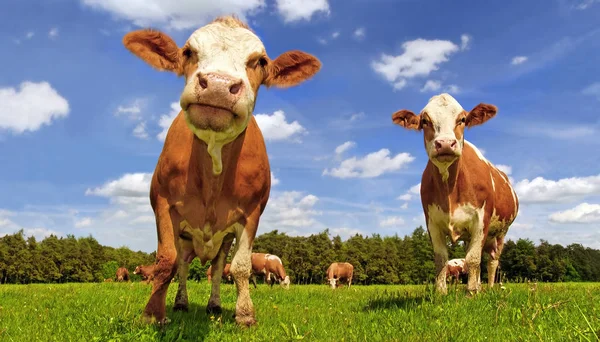 Vacas Fleckvieh Prado —  Fotos de Stock