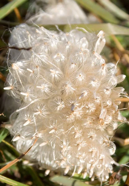 Κάποιο Λευκό Αφηρημένη Μακροεντολή Πυροβολισμό Σπόρων Λουλουδιών — Φωτογραφία Αρχείου