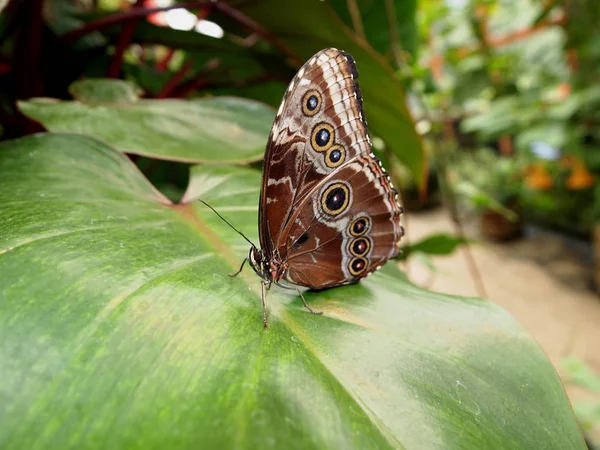 Бабочка Листе — стоковое фото