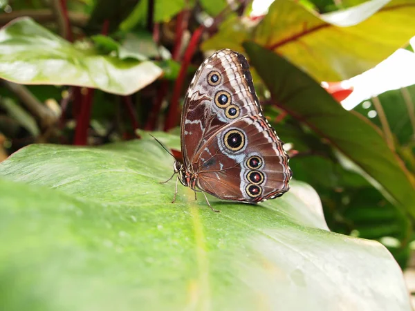 Närbild Insekter Vild Natur — Stockfoto