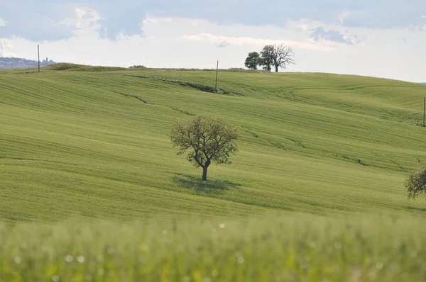 Groen Veld Met Bomen — Stockfoto