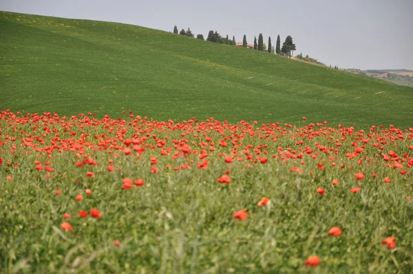 Campo Papaveri Nella Primavera — Foto Stock