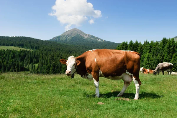 Vaca Com Fundo Montanhas Nuvens Céu Itália Trentino Alto Adige — Fotografia de Stock