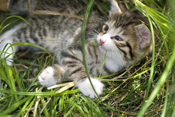 Mały Kotek Trawie — Zdjęcie stockowe