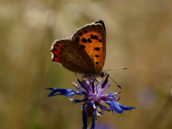 Close Bug Natureza Selvagem — Fotografia de Stock