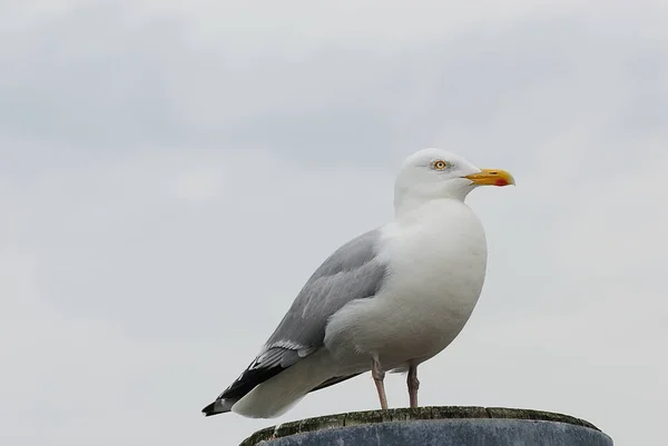 Gaivotas Habitat Conceito Selvageria — Fotografia de Stock