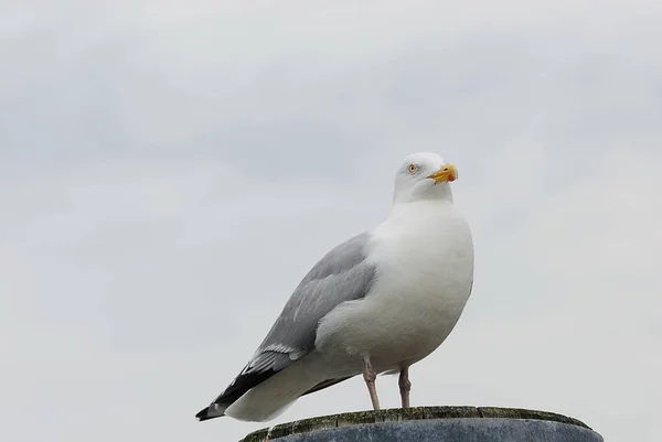 Gaviotas Hábitat Concepto Salvajismo — Foto de Stock