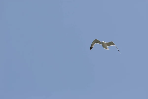 Seagulls Habitat Wildness Concept — Stock Photo, Image