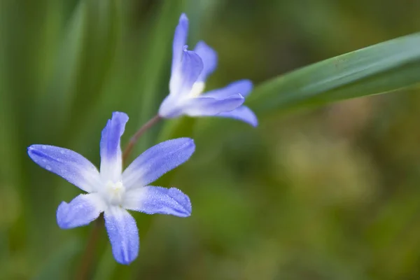 美丽的花朵 花卉概念背景 — 图库照片