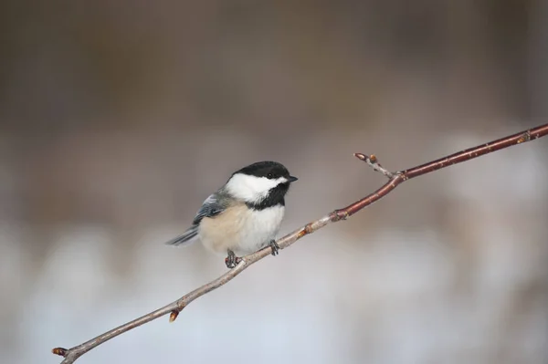 Kyckling Abborrar Liten Gren Med Blå Himmel Bakgrunden — Stockfoto