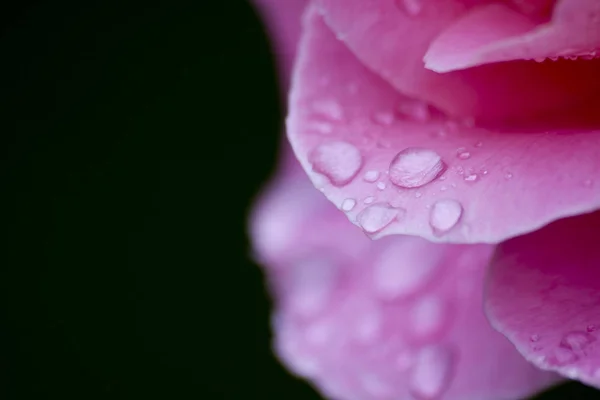 Schöne Blumen Blumiges Konzept Hintergrund — Stockfoto