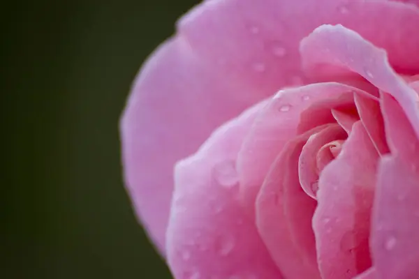 Rose Flower Petals Flora — Stock Photo, Image