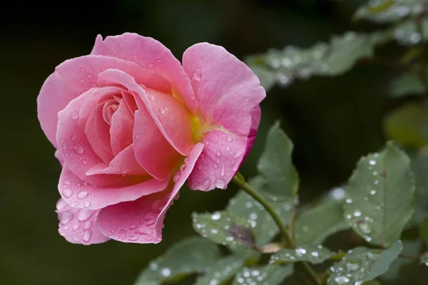 Krásný Botanický Záběr Přírodní Tapety — Stock fotografie