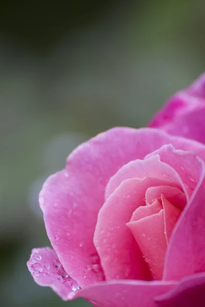 Płatki Kwiatów Róży Flora — Zdjęcie stockowe
