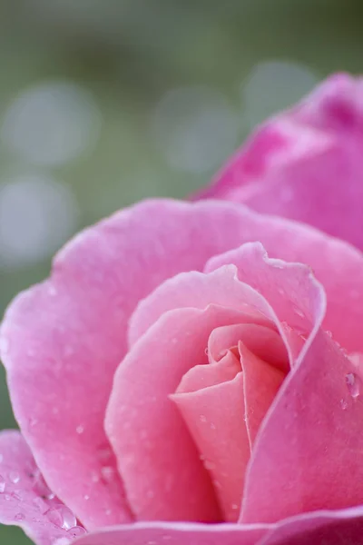 Petali Fiori Rosa Flora — Foto Stock