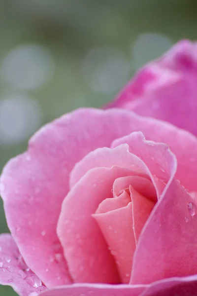 Rosenblad Flora — Stockfoto