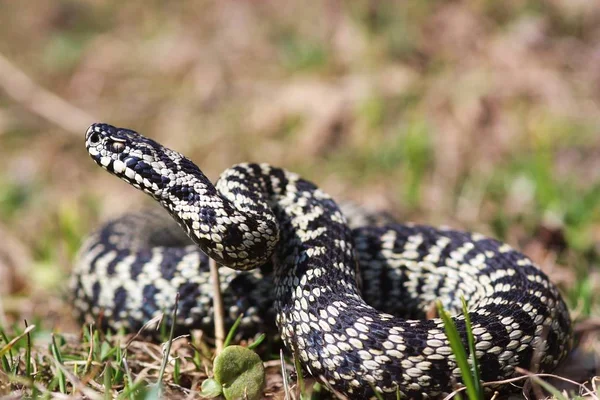 Gevaarlijke Slang Adder Dier — Stockfoto