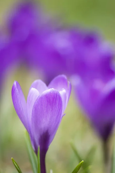 First Spring Flowers Crocus — Stock Photo, Image