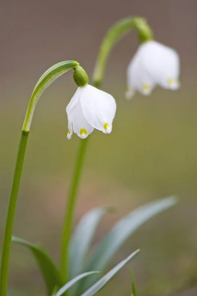 Belles Fleurs Fond Concept Floral — Photo