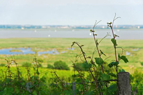 Weinreben Mit Blick Auf Den See — Stockfoto