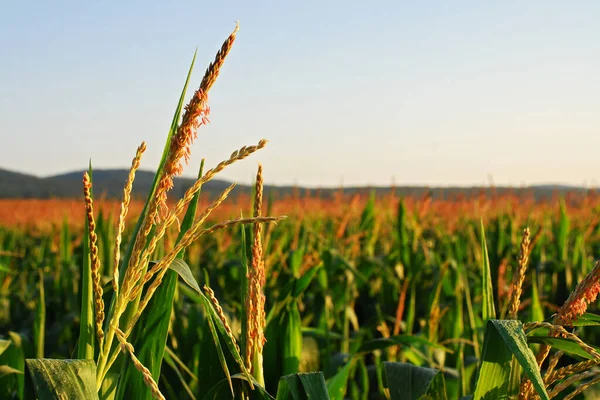 Рослини Кукурудзяного Поля Плантації Сільського Господарства — стокове фото