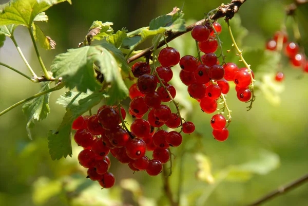 Bel Colpo Botanico Carta Parati Naturale — Foto Stock