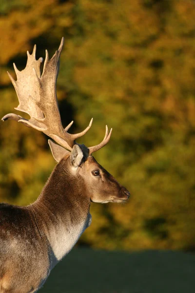 Red Deer Field — Stock Photo, Image