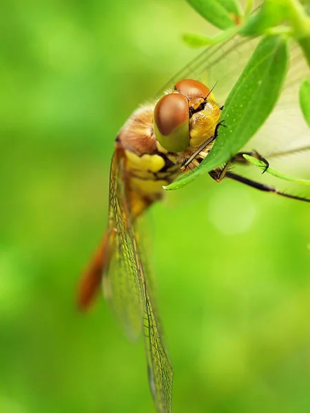 Vista Macro Primer Plano Del Insecto Libélula — Foto de Stock