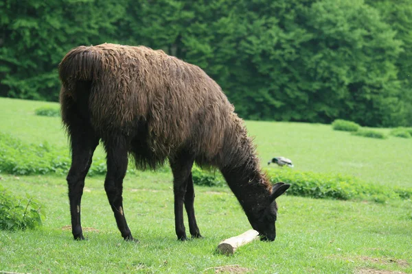 動物園での動物の閉鎖 — ストック写真