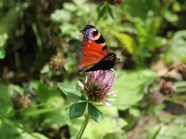 Pauw Vlinder Natuur Flora Fauna — Stockfoto