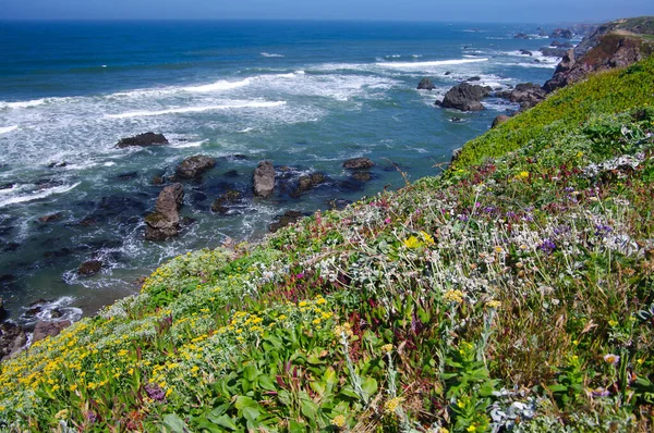 Весняні Польові Квіти Прикрашають Скелясте Узбережжя Каліфорнії Поблизу Затоки Бодега — стокове фото
