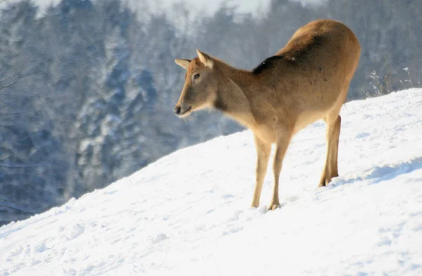 Jachère Animal Forestier Faune Naturelle — Photo