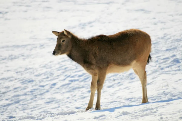 Fallow Deer Forest Animal Nature Fauna — Stock Photo, Image