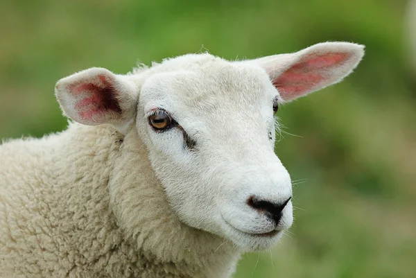 Eine Süße Weiße Ziege Auf Einer Wiese — Stockfoto