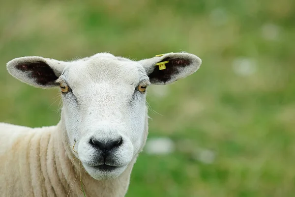 Ένα Πρόβατο Στο Αγρόκτημα — Φωτογραφία Αρχείου