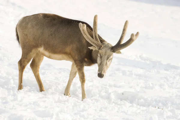 Fallow Deer Forest Animal Nature Fauna — Stock Photo, Image