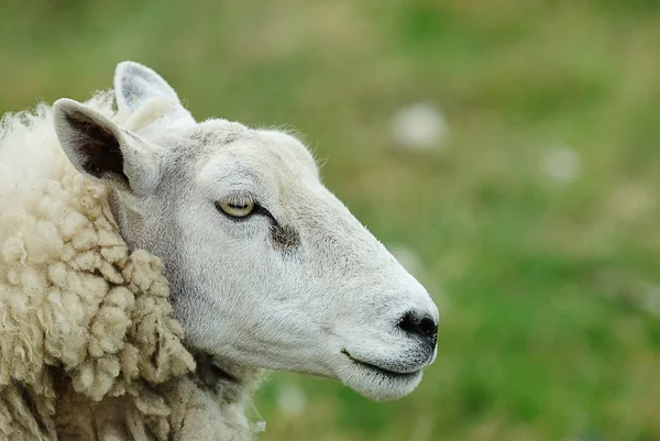 Moutons Domestiques Sur Pâturage — Photo