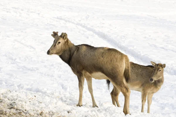 Fallow Deer Forest Animal Nature Fauna — Stock Photo, Image