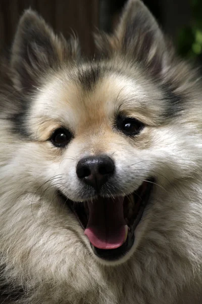 Iceland Dog White Hairy Dog — Stock Photo, Image