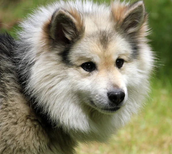 Islandhund Weißer Haariger Hund — Stockfoto