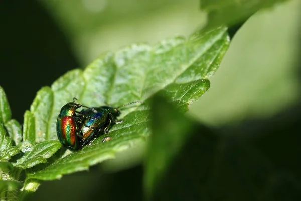 Stingray Beetle Gastrophysa Viridula — Stok fotoğraf