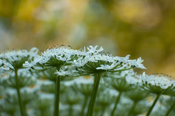 Schöne Botanische Aufnahme Natürliche Tapete — Stockfoto