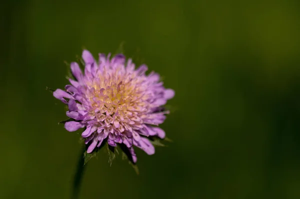 Krásná Fialová Květina Zahradě — Stock fotografie