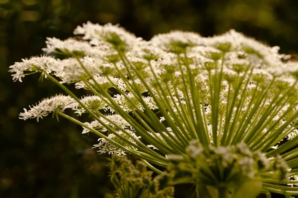 Mooi Botanisch Schot Natuurlijk Behang — Stockfoto